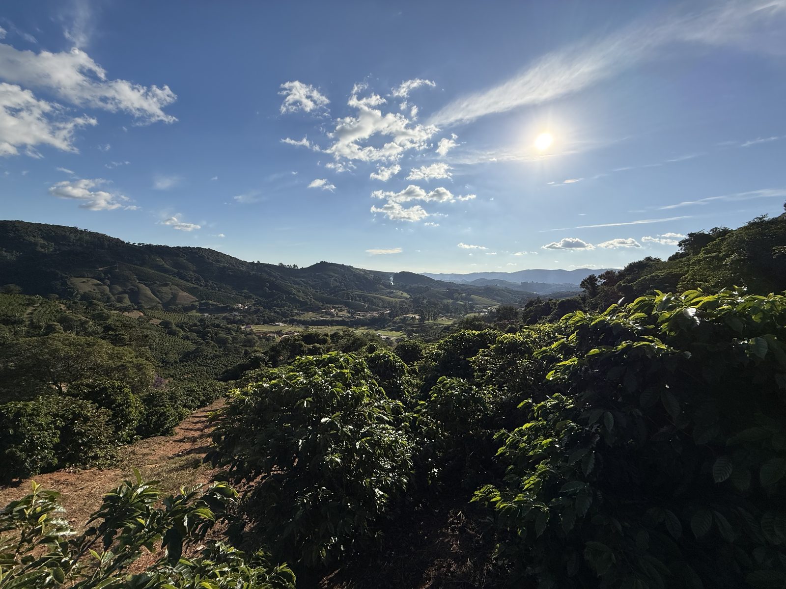 Cafezal — culturas perenes de exportação
